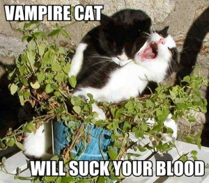 vampire-cat-will-suck-your-blood